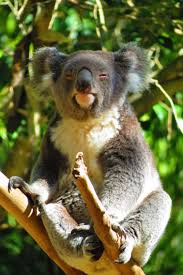 Koala Featherdale Wildlife Park Sydney Australia Koala Koala Bear Koalas