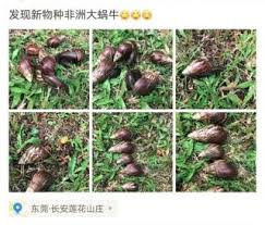 蝸牛幾乎分布喺全世界各地，唔同種類嘅蝸牛體形大小各異，非洲大蝸牛可長達21公分，喺北方野生嘅種類一般得唔夠0.9公分。 人類嘅破壞  編輯  由於蝸牛行得慢，活動範圍依物種而有所唔同，但大多局限喺小區域，因此當佢哋嘅生活環境受到人類破壞嘅時候. éžæ´²å¤§è¸ç‰›å…¥ä¾µä¸­åœ‹æ€Žéº¼å›žäº‹ éžæ´²å¤§è¸ç‰›é•·ä»€éº¼æ¨£å¯ä»¥åƒå—Ž äººäººç„¦é»ž