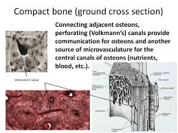To know the architecture of compact and spongy (cancellous) bone. Medical School Histology Images Of Compact Bone Ppt Download