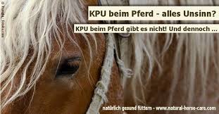 kpu beim pferd alles unsinn pferd pferdekrankheiten pferd und reiter