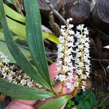 Tidak diketahui tempoh untuk membesar : Eria Floribunda Orkid Hutan Pokok Besar Shopee Malaysia