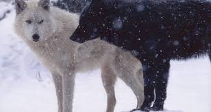 Square illustration of wolf howling at moon. White Wolf Black Wolf A Cherokee Story And Other Poetry By Dusty Grein Society Of Classical Poets