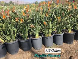 Image result for Strelitzia