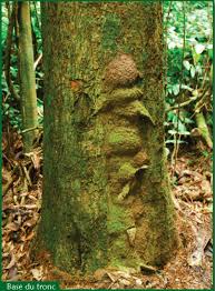 Image result for Petersianthus macrocarpus