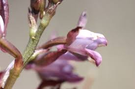 Image result for Eulophia schweinfurthii