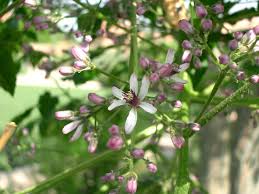 Padus albero con piccoli fiori bianchi dal profumo di foglie verdi e lunghe. Albero Dei Rosari Albero Dei Paternostri Il Giardino Degli Angeli