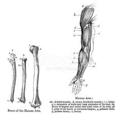 The upper arm or brachium, which is the region according to healthline, the human arm is composed of three bones, divided amongst tw. Anatomy Human Arm Clipart 1 566 198 Clip Arts