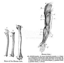 The human skeleton is the internal framework of the human body. Anatomy Human Arm Clipart 1 566 198 Clip Arts
