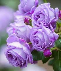 Pin By Imm Irisa On 111 Roses In 2020 Beautiful Rose Flowers Beautiful Flowers Flower Lover