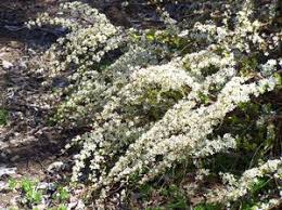 Image result for Thunbergia pynaertii