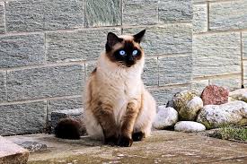 The distinctive features and personalities of siamese cats can be great sources of inspiration for their names. Top 10 Names For Siamese Cats The Purrington Post