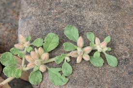 Image result for Glinus lotoides