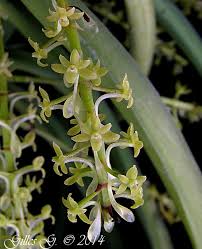 Image result for Chamaeangis