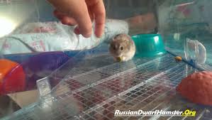 Ideally, the cage should be placed in a relatively quiet place but still near the social activity in the home. Russian Dwarf Hamster Care Sheet 3 Step Guide