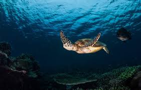 Wallpaper Sea The Dark Background Turtle Underwater World Under Water Sea Turtle Sea Swimming Images For Desktop Section Zhivotnye Download It is very popular to decorate the background of mac, windows, desktop or android device. water sea turtle sea swimming