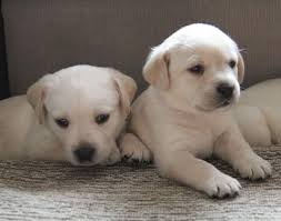 We've been breeding multigen australian labradoodles and aussiedoodles since 2008. Lab Puppy For Sale In Oregon Petswall