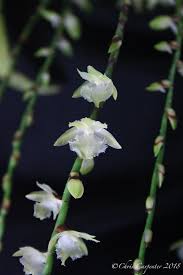 Image result for Diaphananthe