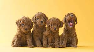 Name something new york city claims to have the very best of. Toy Poodle Puppies Hd Wallpaper Background Image 2560x1440