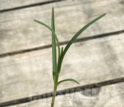 Image result for Stathmostelma gigantiflorum