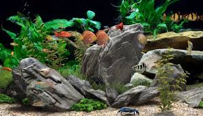 Banyak hal positif yang bisa diambil contohnya stres. Daftar 7 Jenis Ikan Hias Yang Cantik Tapi Murah Ikanesia Id