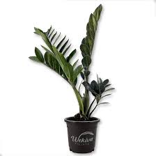 Image result for Rhigozum zambesiacum