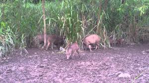 1:00 thesighbored recommended for you. Lorong Halus Wild Boar Youtube