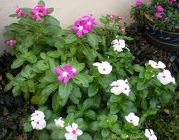 Tanaman yang biasa kita jumpai tersebut kebanyakan adalah tanaman hias, baik itu tanaman hias daun ataupun tanaman hias bunga. 13 Terbaru Jenis Tanaman Hias Tts Tanaman Hias