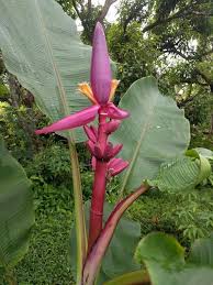 Image result for Musa ornata