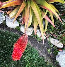 Image result for Aloe decurva