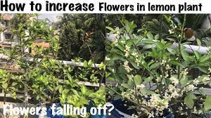 Good luck to us no, eating lemons is not harmful to the baby. Stop Flowers Falling In Lemon Plants Increase Flowering In Lemon Plants Eng Hin Youtube