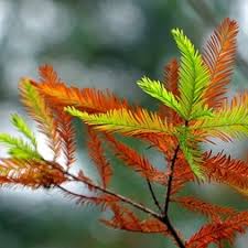 Image result for Cupressaceae