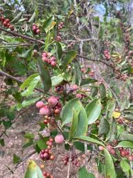 Image result for Euclea