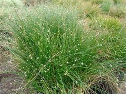 Image result for Isolepis