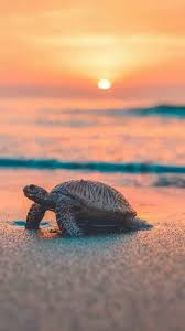 sea turtle iphone wallpaper sea sunset