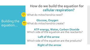 Glycolysis can occur with or without oxygen glycolysis occurs in the mitochondria glycolysis is the first. Photosynthesis Mind Stretcher Ppt Download