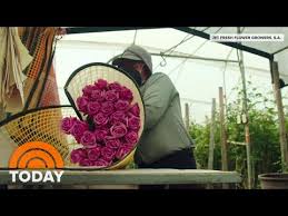 Maybe you would like to learn more about one of these? Business Is Blooming For Valentine S Day Flowers Amid Pandemic Today Youtube