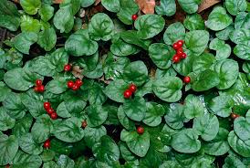 Image result for Geophila repens