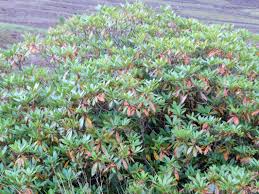 Image result for Myricaceae