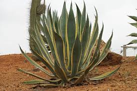 Image result for Agave americana