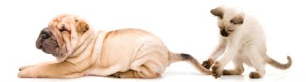 500 000 in the following areas of clinical practice Contact Our Waterford Veterinarians At 248 673 1288