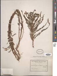 Image result for Selago cecilae