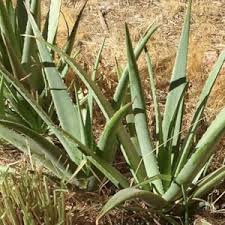 Image result for Aloe barendii