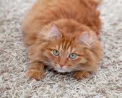 Why Has My Cat Started Scratching The Carpet What To Spray On Carpet To Keep Cats From Scratching
