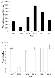 Image result for Crepidorhopalon tenuis