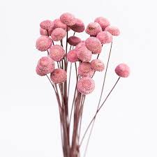 Plus, dried flowers and preserved flowers offer the best of both worlds combining the beauty of natural flowers, with the longevity of artificial flowers. 6 Colors Natural Dried Floral Buttons Giant Floral Buttons Natural Flowers Dried Floral Flower Background Wallpaper Dried Flowers