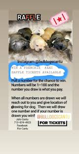 How to do a raffle on facebook. Pin On French Bulldogs