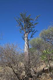Image result for Pachypodium lealii