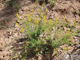 Image result for Crotalaria johnstonii