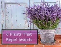 Maybe you would like to learn more about one of these? 6 Plants That Repel Insects Mosquito Repelling Plants Insect Repellent Plants Growing Lavender