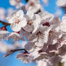 Tx zone map buy texas flowering trees, nut tree, shade tree, palms, fruit trees, grapevines, berry plants and bamboo plants. Apricot Flower Essence Flower Essence Shop Crystal Herbs